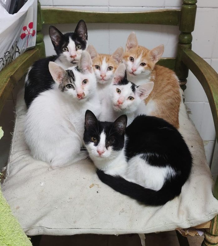 Emergencias gatos de colonias - Somos una Asociación sin Ánimo de lucro especializada en método CER y en la ayuda a los gatos de col... | Recaudación de fondos en Coral