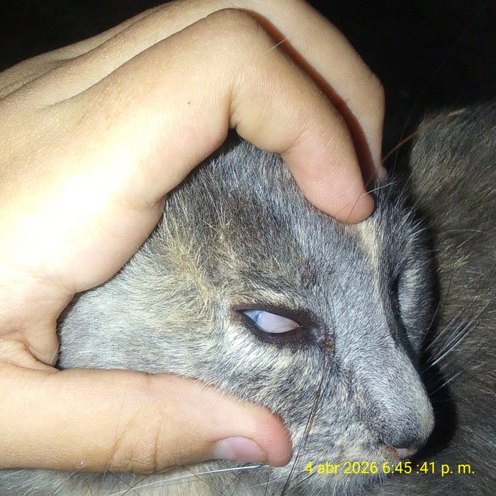 Ayudar para su alimento y sus gastos médicos - Quiero ayudar a mis gatitos a poder darles una mejor comida y no pasen hambre al no contar con diner... | Recaudación de fondos en Coral
