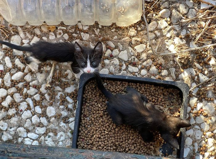 Gatita valiente 🤎 - 🐱 Hola, soy Gatita Valiente
Vivo en Alcalá de Guadaíra y mi pasión es ayudar a los gatos callejeros... | Recaudación de fondos en Coral