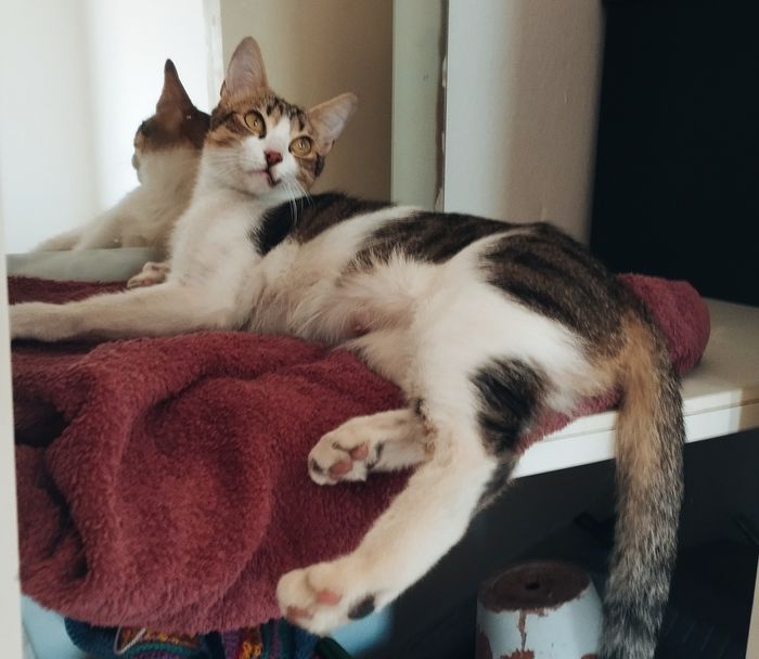 Malea: gatita recogida - Malea es una gatita recogida de la carretera. Ayuda a cubrir sus gastos veterinarios. Después será p... | Recaudación de fondos en Coral