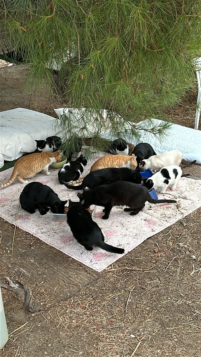 Colonias Felinas Nala, Cubas - Somos un grupo pequeño de vecinos, que ayudamos a dos colonias de preciosos gatitos de nuestro munic... | Recaudación de fondos en Coral
