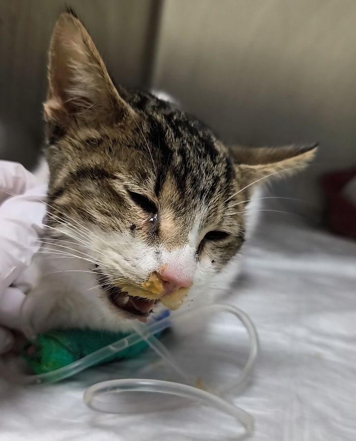 Felinos Las Gabias - Somos una asociación sin ánimo de lucro que se dedica al cuidado de colonias felinas y rescate en el... | Recaudación de fondos en Coral