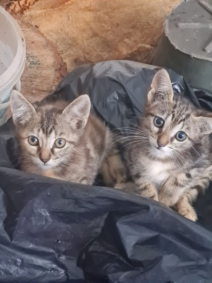 Som amics Dels Animals - Somos una asociación sin animo de lucro que hacemos lo posible para rescatar a los gatitos de la cal... | Recaudación de fondos en Coral