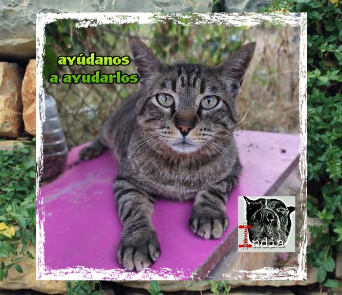 Los gatitos de India - Una oportunidad para vivir: ayuda a los gatos callejeros de Murcia 🐾💙
Frío.
Hambre.
Miedo.
Así es... | Recaudación de fondos en Coral
