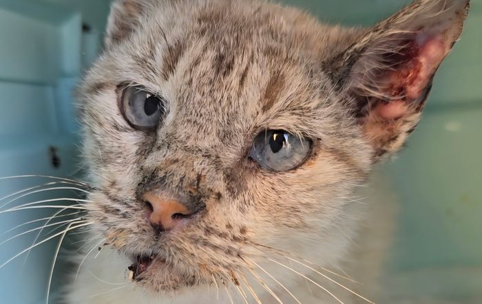 Rescate y recuperación de michis vulnerables - Somos una asociación de protección felina (Movimiento Gato Urbano) que rescata y recupera a gatos en... | Recaudación de fondos en Coral