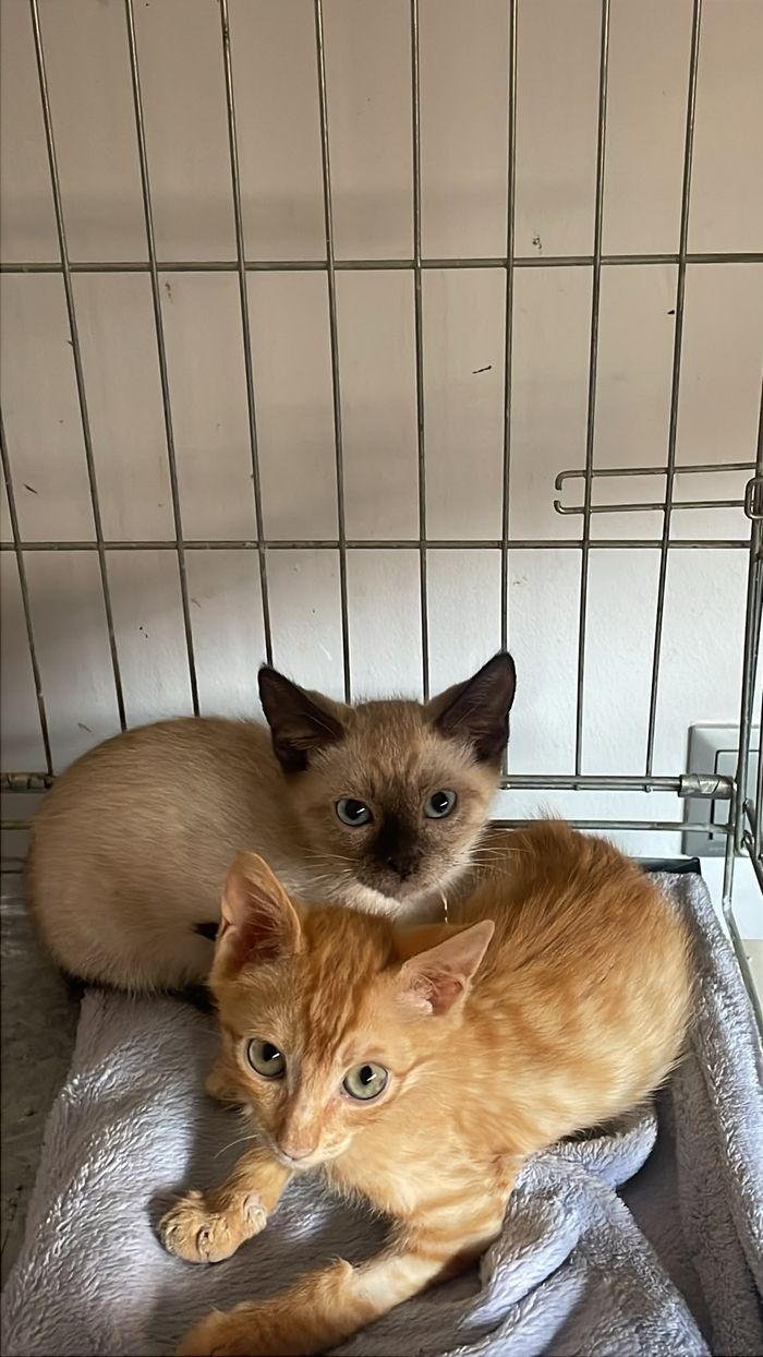 AJUDA A KEFIR I MAX🐈 - Grup de Suport de Santa Maria de Palautordera es una asociación sin ánimo de lucro formada por perso... | Recaudación de fondos en Coral