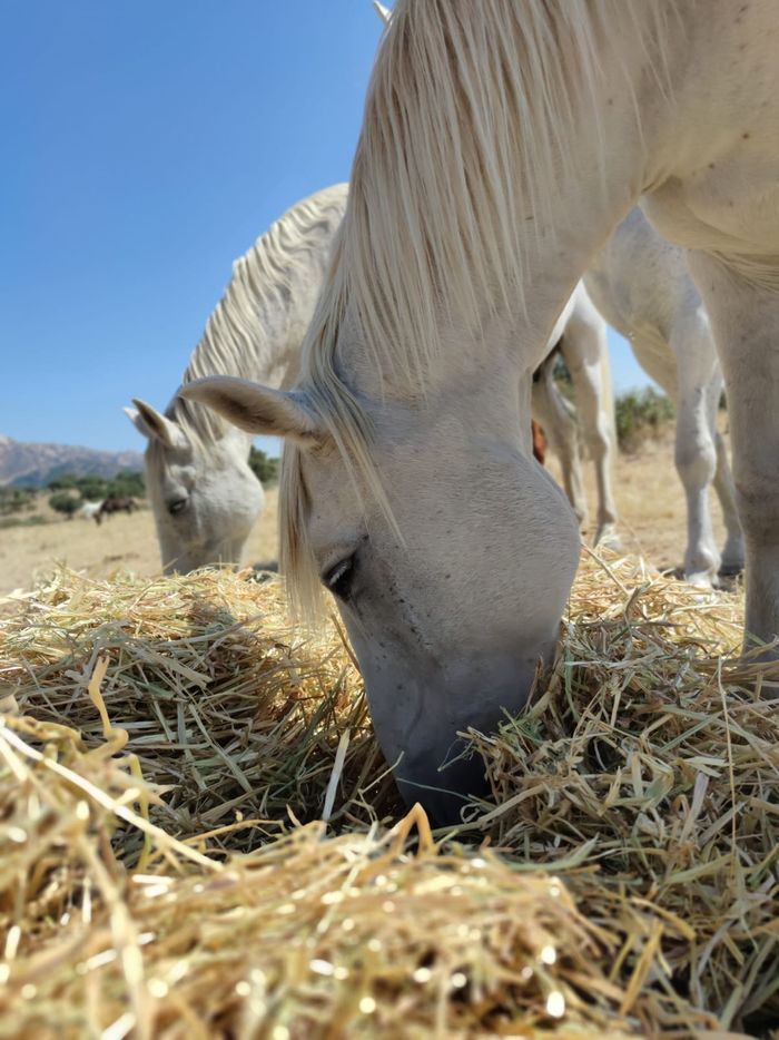 Madrid Help Horses - La Asociación Madrid Help Horses es una entidad sin ánimo de lucro fundada en Madrid (España) en el... | Recaudación de fondos en Coral