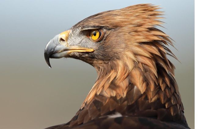 Fundación Áquila - ONG sin ánimo de lucro dedicada a la conservación de las especies de Águilas y otras rapaces más ame... | Recaudación de fondos en Coral