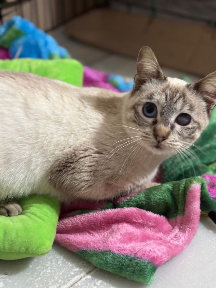 Operación Anita - Hola,
me llamo Noelia y necesito ayuda para poder afrontar unos gastos veterinarios que, para mí sol... | Recaudación de fondos en Coral