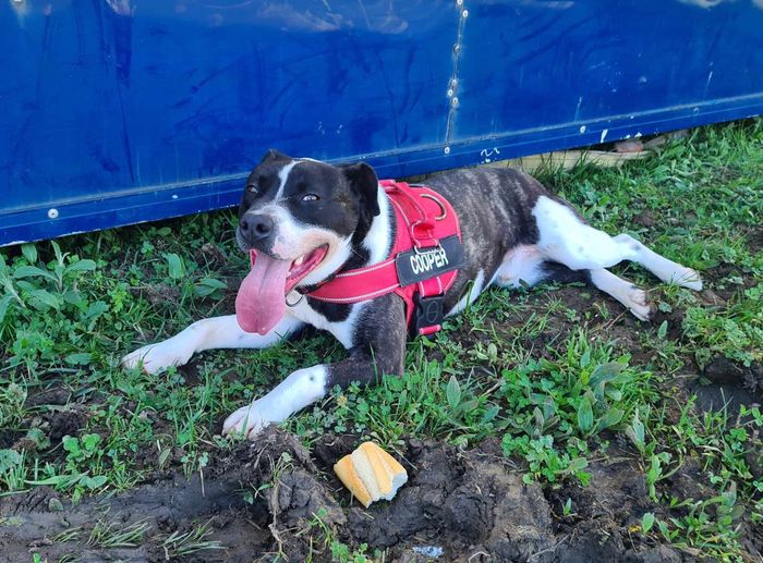 Cooper de SOS Norte Animal - Cooper lleva en residencia desde su rescate en el 2021, cuando no llegaba ni al año de edad.
El tiem... | Recaudación de fondos en Coral