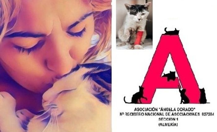ACCIÓN RESCATE GATOS CALLEJEROS - Somos una asociación sin ánimo de lucro creada para ayudar y rescatar gatos de la calle. Gestionamos... | Recaudación de fondos en Coral
