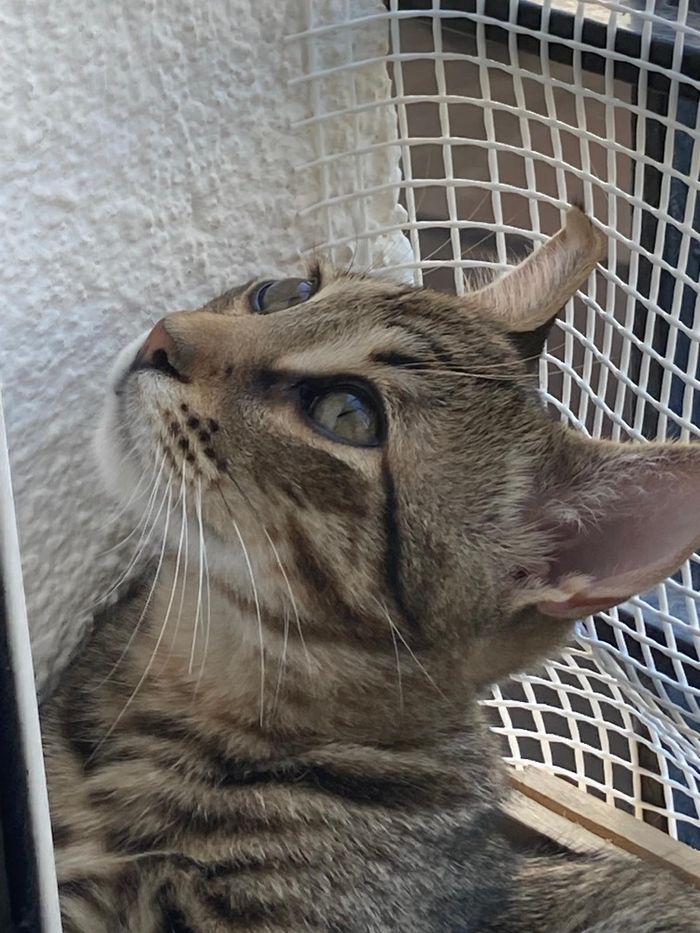Salvar a mi gatito Horus - Hola a todos. Me dirijo a vosotros desesperada, y con el corazón en un puño. Mi amado gatito Horus s... | Recaudación de fondos en Coral