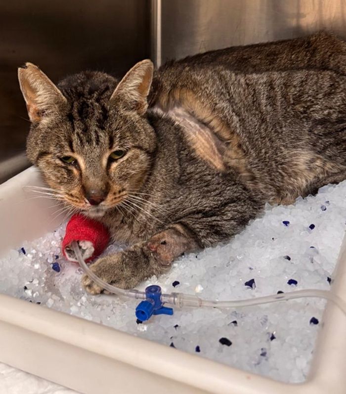 Ayuda veterinaria y en alimentación para 150 gatos - Somos Alternativa Felina de Valencia y la misión de nuestra asociación sin ánimo de lucro es velar p... | Recaudación de fondos en Coral