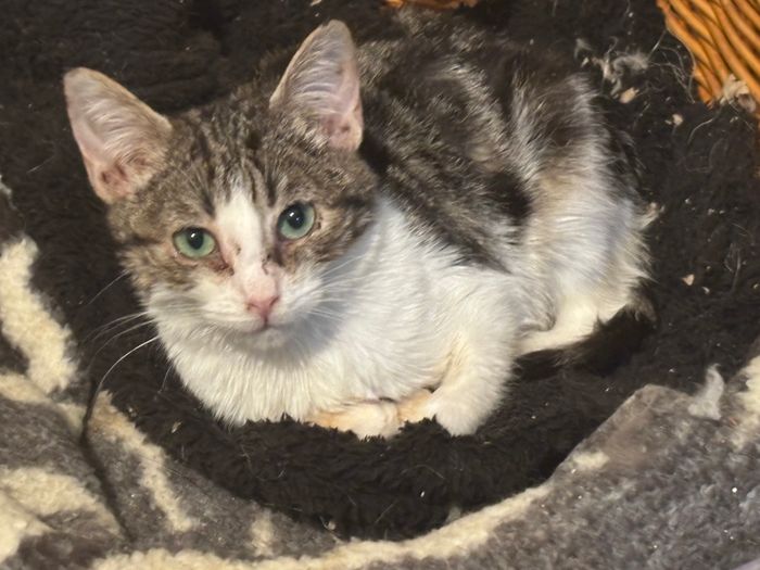 Santuario Espacio gatuno rescata - Somos una asociación que cree en los derechos de los gatos y que lucha por conseguir el santuario do... | Recaudación de fondos en Coral