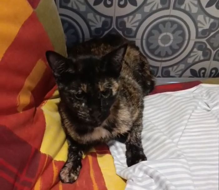 Operación de fémur de Iris - Homeless Cat Salobreña es una asociación sin ánimo de lucro que gestiona las colonias felinas, resca... | Recaudación de fondos en Coral