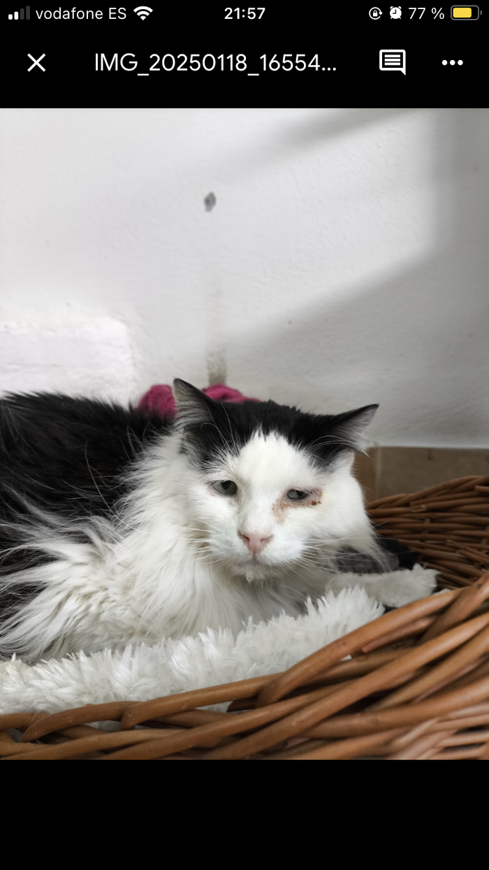 Asociación Colonias Canguesas - Proyecto 12 meses, 12 gatos - Somos una asociación que cuida de los gatos comunitarios en Cangas, Pontevedra, y también buscamos f... | Recaudación de fondos en Coral