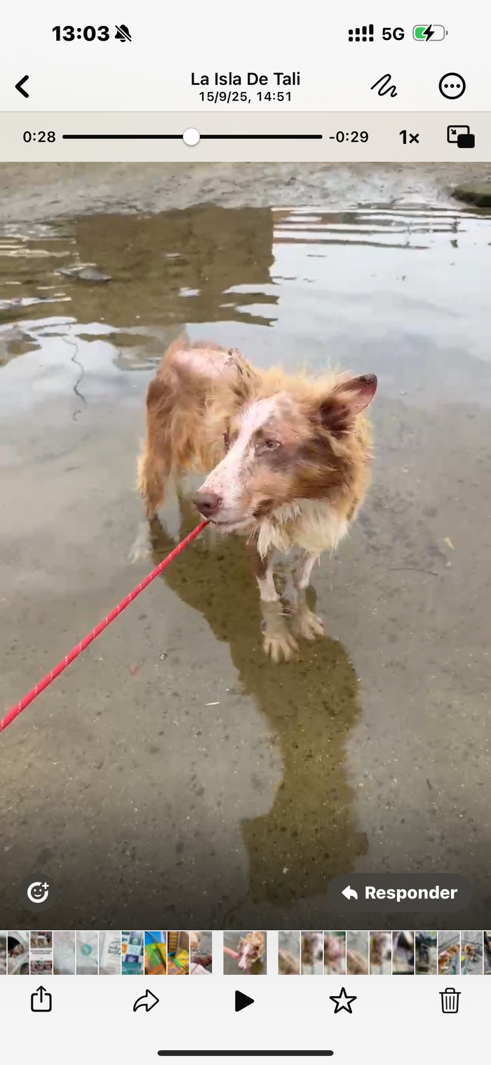 Refugio La isla de Tali - Nuestra misión es el rescate, rehabilitación y adopción de cientos de animales, independientemente d... | Recaudación de fondos en Coral
