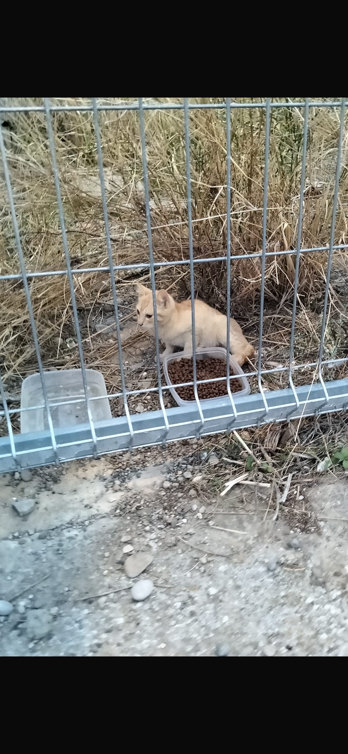 🚨NECESITAMOS AYUDA URGENTE PARA LA OPERACIÓN 🦴 DE FÉNIX 🐱‼️ - Somos una pequeña asociación sin ánimo de lucro, formada por voluntarios que trabajamos incansableme... | Recaudación de fondos en Coral