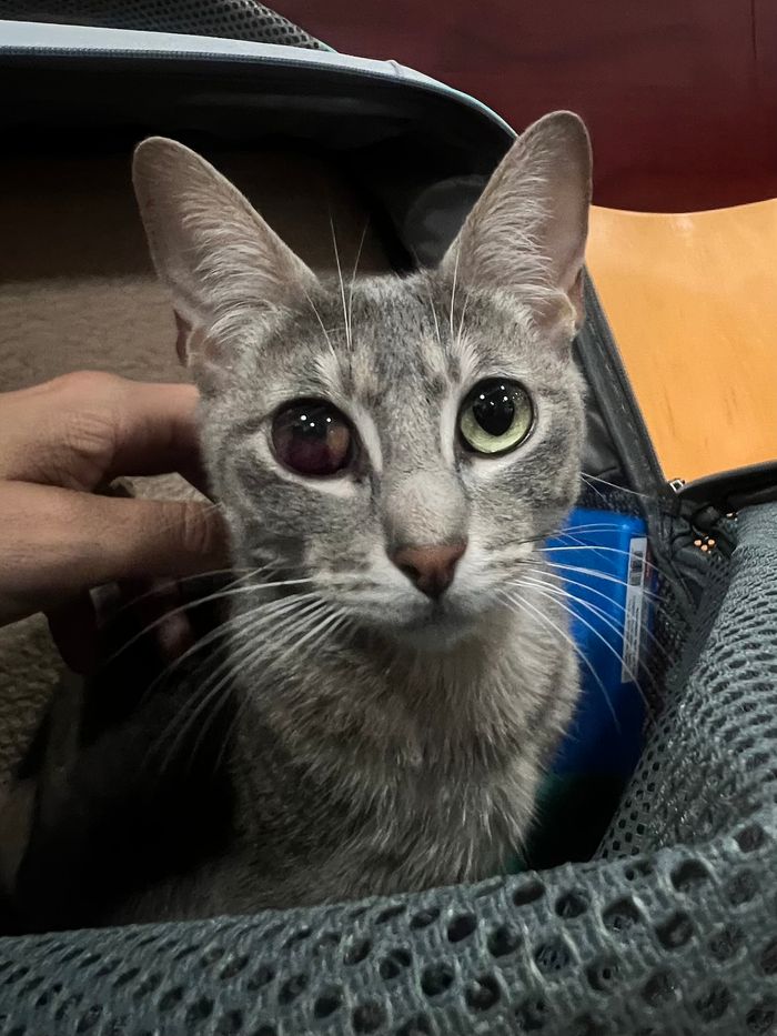 AYUDA PARA NUESTRA GATA FLORA - Queremos agradecer a todos los que han ayudado en Flora con esta lucha. Ya sea con sus donaciones, c... | Recaudación de fondos en Coral
