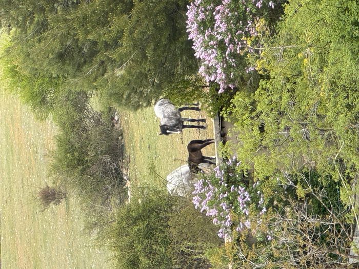ASOCIACIÓN FELINA LAS MAJADAS - Somos una asociación de la serranía de Cuenca y nos encargamos de llevar a cabo el método CER, y cui... | Recaudación de fondos en Coral