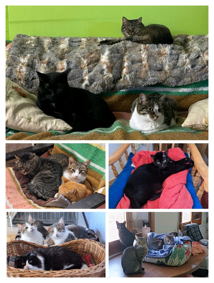 Progat Cerdanya - ¿Qué hacemos?
El proyecto era esterilizar y controlar las colonias, pero nos dimos cuenta que necesi... | Recaudación de fondos en Coral