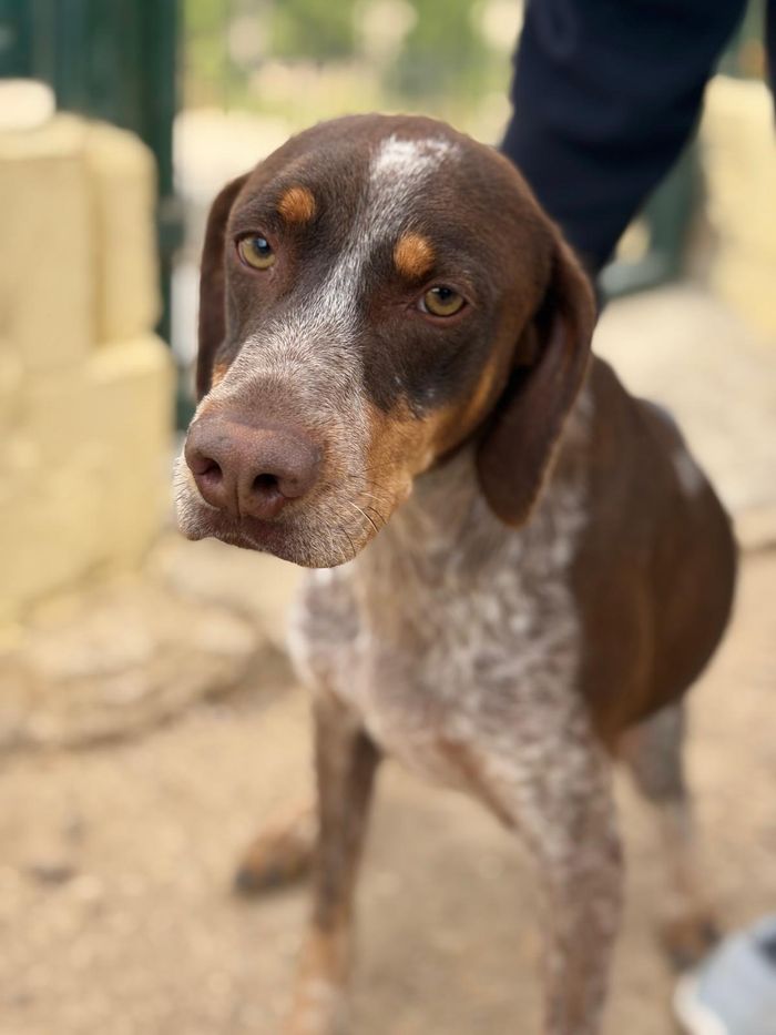 The Animal's Home - ¿Qué hacemos?
Somos una organización sin ánimo de lucro, sin ningún tipo de apoyo institucional ni t... | Recaudación de fondos en Coral