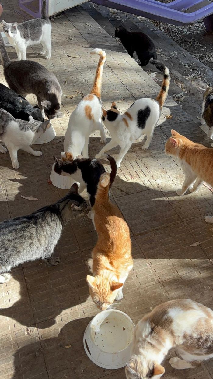 ASOCIACIÓN RESCATA MIAU MIAU NECESITA AYUDA URGENTE - Somos Rescata Miau Miau, una asociación sin ánimo de lucro formada por voluntarias.
Actualmente somo... | Recaudación de fondos en Coral