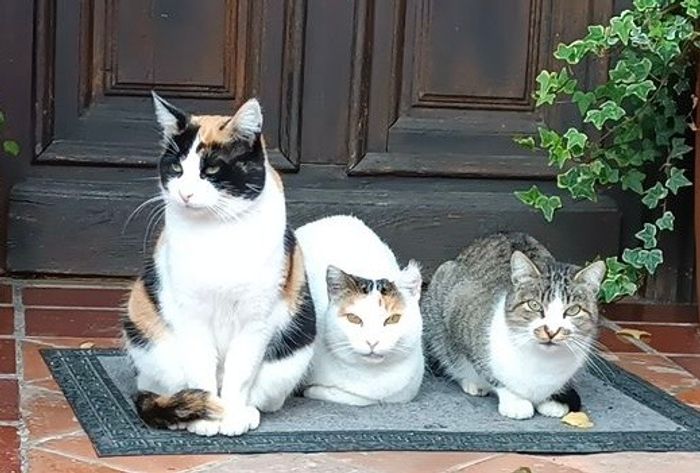 Alma Animal - ¡Hola! Somos Lidia y Sheyla y nos dedicamos a ayudar a los gatitos callejeros en nuestro pueblo, Cal... | Recaudación de fondos en Coral