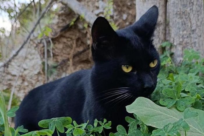 Gatos Ladera Petanca - Somos un grupo de voluntari@s que sacamos adelante a 52 gatos ferales. Cada año nos enfrentamos a ab... | Recaudación de fondos en Coral