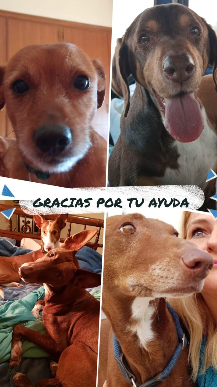 Ayuda para mis perros - Soy un particular y rescaté a mis perros de varios refugios hace 10 años.Agradecemos cualquier tipo... | Recaudación de fondos en Coral