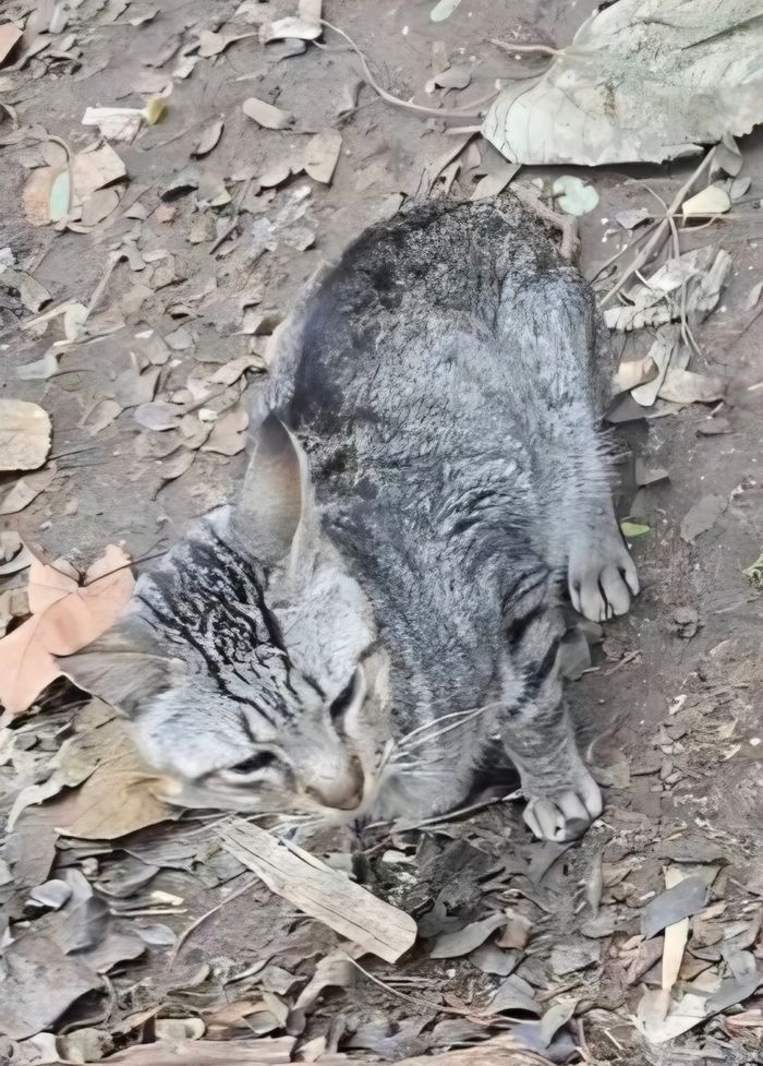 Ayuda para gatos con leucemia felina - Somos voluntarios que cuidamos gatos de la calle afectados por leucemia felina.
Necesitamos ayuda pa... | Recaudación de fondos en Coral