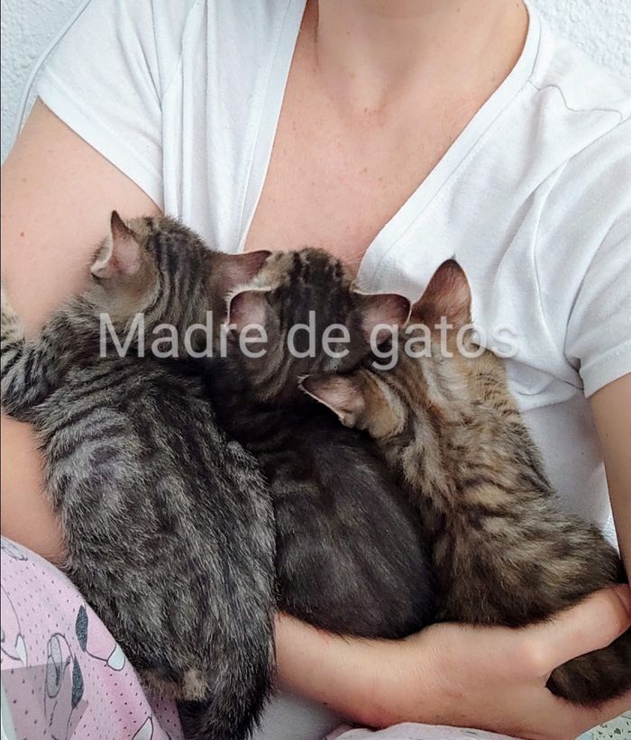 MADRE DE GATOS 🐱 - Casa de acogida, que colabora con asociaciones y rescata gatitos y gatos de la calle. A los que le p... | Recaudación de fondos en Coral