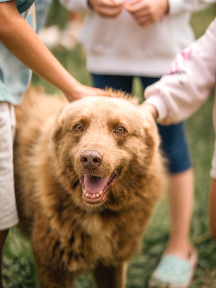 Refugio La isla de Tali - Nuestra misión es el rescate, rehabilitación y adopción de cientos de animales, independientemente d... | Recaudación de fondos en Coral