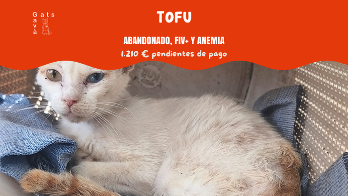 TOFU Abandono, FIV + y anemia - GavaGats - En Gavà Gats cuidamos de los gatos de las colonias ferales de Gavà (Barcelona), proporcionándoles al... | Recaudación de fondos en Coral